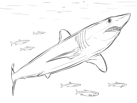 Shortfin Mako Shark Coloring Page